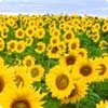 Blumen & Kr&auml;uter