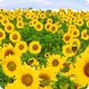 Blumen & Kr&auml;uter