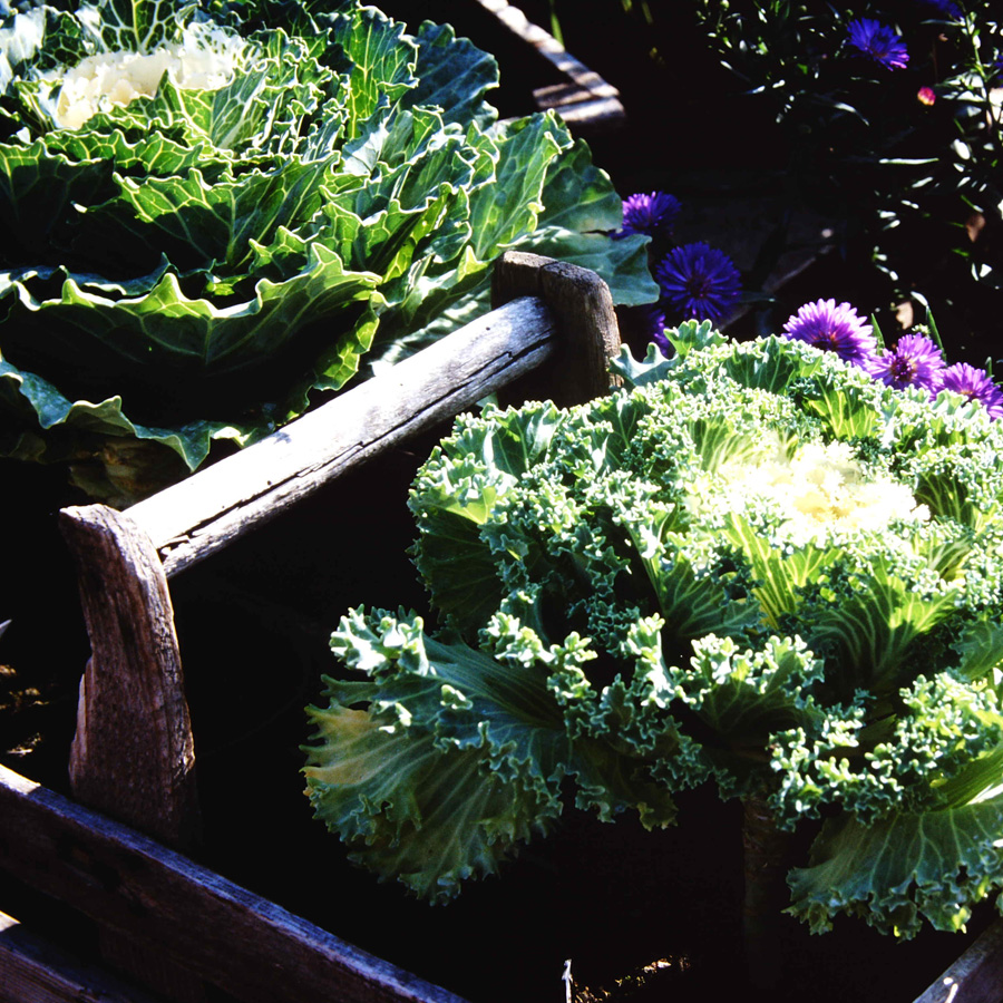 Salat<span>Kopf, Eichblatt, Pak Choi, Red Giant, Eiskraut, ...</span>