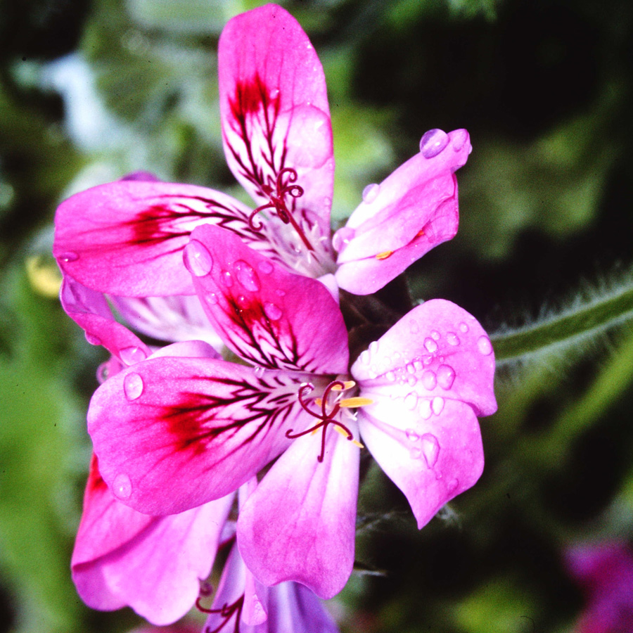 Pelargonien<span>verschiedenste Arten</span>